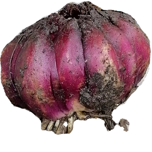 四川岷江苦百合种球500克包邮