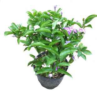 双色茉莉花苗鸳鸯茉莉花盆栽浓香型茉莉多色茉莉花苗阳台庭院植物