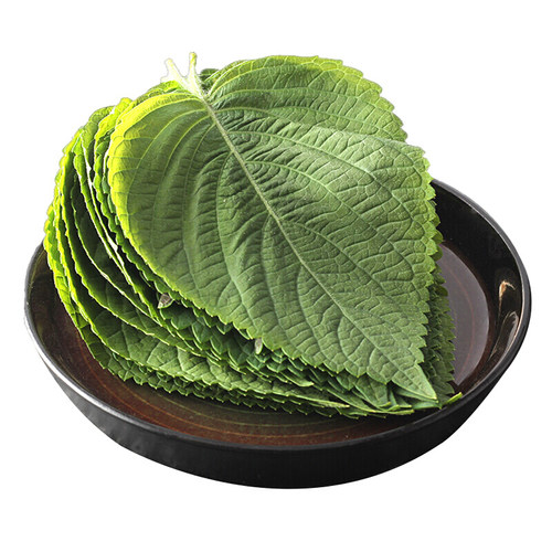 新鲜紫苏叶苏大叶寿司叶海鲜去腥调味包烤肉菜20g鲜苏子叶新鲜