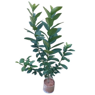 广东香水柠檬树苗四季开花结果