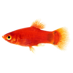 小米奇鱼新手闯缸淡水观赏水草鱼缸三色牡丹月光红米奇小型鱼活体