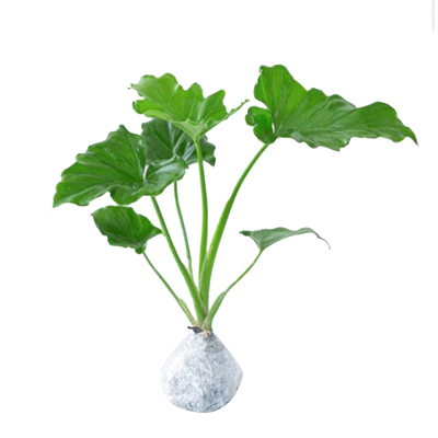 春雨水培植物室内易养活龟背竹