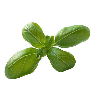 西餐可食用九层塔罗勒阳台盆栽