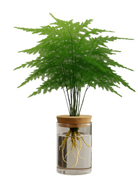 文竹水培植物绿植办公室内桌面禅意盆栽招财绿萝花卉客厅四季好养