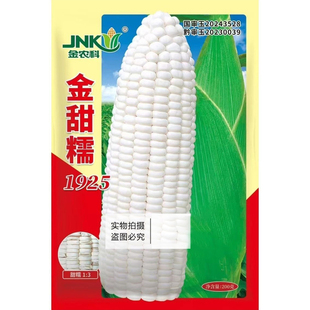 金甜糯1925白糯玉米种子甜糯比1:3白苞谷种高产矮杆大棒鲜食苞米