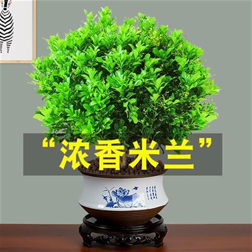 树木盆栽米兰花苗适合家里养的绿植容易养活的植物喜阳耐晒盘栽