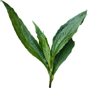 新鲜土柴胡尖正宗野生小柴胡叶现摘山菜尖野菜凉拌清炒涮火锅泡茶