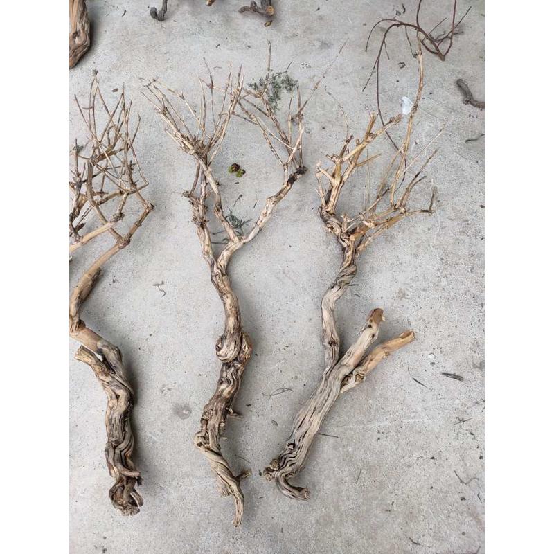 造型树干树桩金银花干支造景材料造型树枝树杈造型干支干支树枝