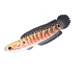 七星鱼苗活体淡水养殖山斑珍珠赤雷龙月鳢鱼金鱼冷水观赏鱼包邮