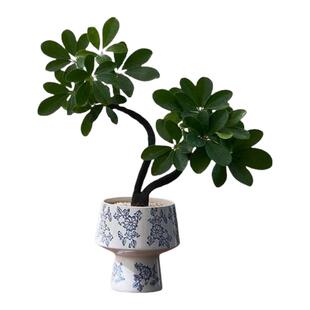 中古侘寂风造型双株鸭脚木植物茶室内装饰好养盆栽净化空气绿植