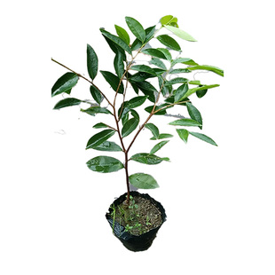 正宗奇楠海南沉香树苗盆栽金丝楠木小叶紫檀庭院十大名贵树苗大全