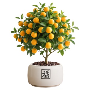 四季脆皮金桔树盆栽带果可食用年宵花小橘子客厅室内好养花卉绿植