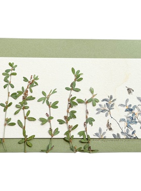 关门草帶枝绿色植物压花标本书签