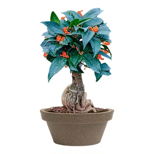 天香台阁四季桂树苗盆栽老桩嫁接桂花树盆景矮桩迷你带花苞金桂