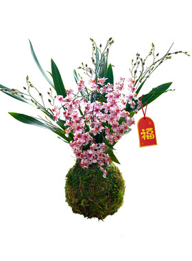 色香花苞绿植香水文心兰