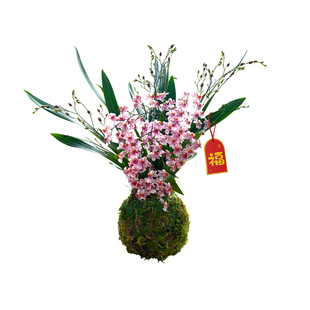 5色香水文心兰水培 浓香带花剑特级梦香兰花苗好养花卉绿植盆栽