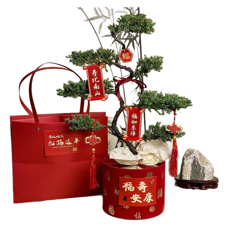 七层塔松盆栽松树盆景送长辈祝寿礼物室内植物开业乔迁绿植真青松