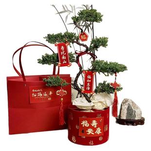 七层塔松盆栽松树盆景送长辈祝寿礼物室内植物开业乔迁绿植真青松