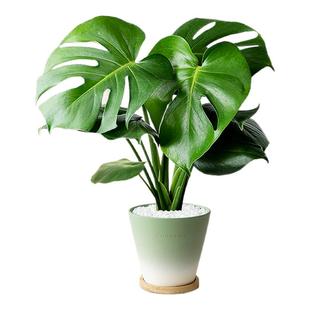 龟背竹盆栽室内桌面办公室观叶植物客厅高级感绿植盆景净化空气