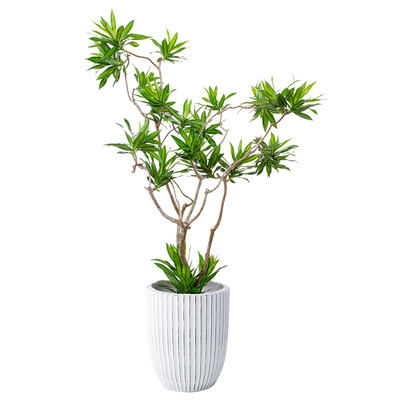 百合竹真绿植【可拍照选树形】