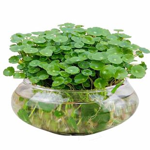 铜钱草室内盆栽花卉绿植套餐盆景金钱草绿萝吊兰净化空气水培植物