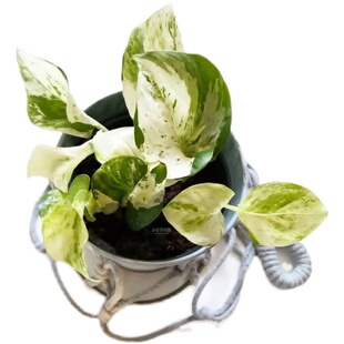 稀有绿植快乐叶子Happy Leaf锦叶油画绿萝大理石荷兰原盆进口苗