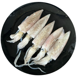 灯照小鱿鱼鲜活速冻小笔管鱼海捕海鲜水产鱿鱼仔小海兔新鲜一口鱿