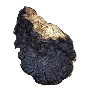 天然野生桑树桑黄灵芝神农架深山百年野生桑树上采摘干货250g包邮