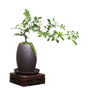 飘枝七里香造型盆栽九里香中式客厅绿植室内花卉净化空气好养盆景