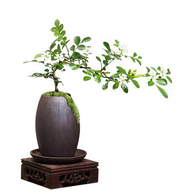 七里香九里香客厅室内盆栽