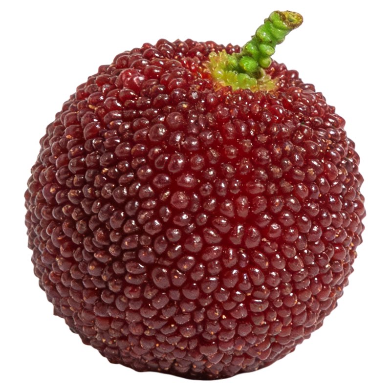 东魁杨梅树树苗正宗嫁接黑炭杨梅树树苗南北方种植盆地栽当年结果