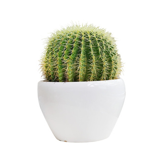 金叶子仙人球金虎金冠金琥多肉植物盆栽办公室内桌面窗台易养绿植