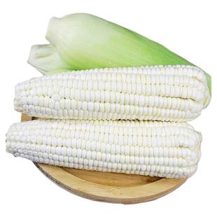 广西白糯玉米新鲜现摘农家自种带皮嫩甜糯玉米第一名非转基因2025