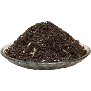 彩虹蕨王冠蕨一叶蕨富贵蕨红磷蕨凤尾蕨类椰砖土盆栽专用育苗种植