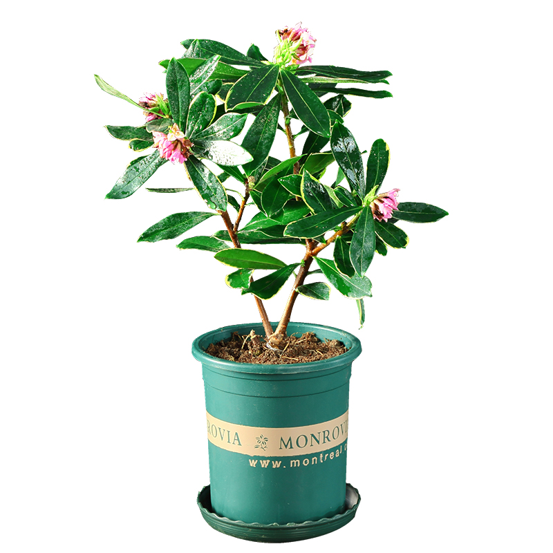 金边瑞香带花苞盆栽花卉室内植物浓香型盆景绿植花卉老桩四季开花