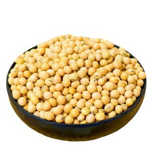 2025新大豆非转基因黄豆打豆浆专用蓝脐豆浆豆农家自种高蛋白豆子