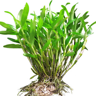 赤水金钗石斛贵州特产新鲜盆栽花苗盆景药材吊兰花绿植非铁皮石斛