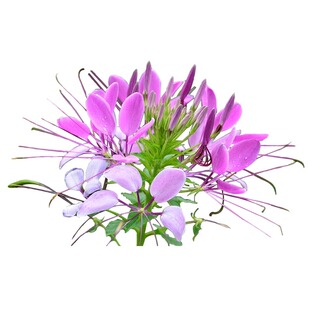 醉蝶花种子紫龙须春季播简单易活凤蝶草蜘蛛花籽花坛室外阳台盆栽