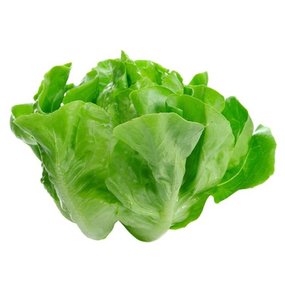 土培水培奶油生菜2025新菜种籽