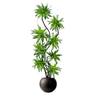 【拍照选货】百合竹客厅绿植盆栽