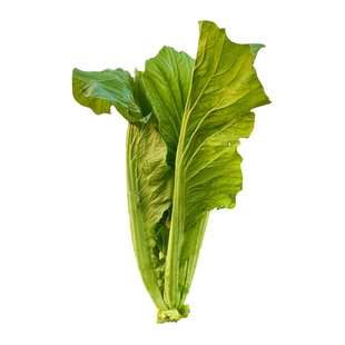 大叶芥菜种籽宽叶肉厚饺子菜种子春秋四季阳台盆栽农家酸菜蔬菜孑