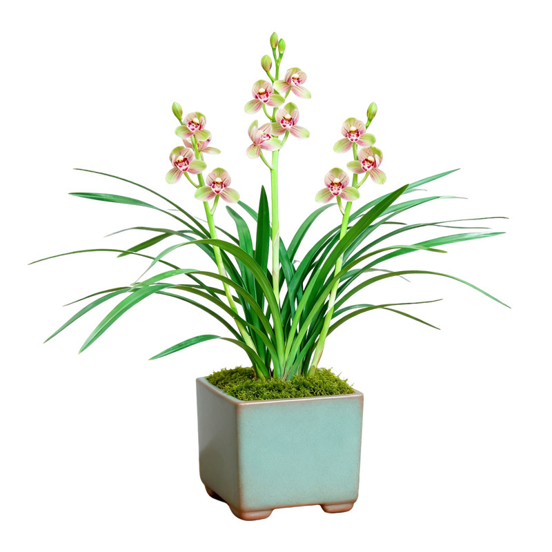 碧粉玉盘兰花苗建兰四季兰名贵盆栽花卉植物浓香型兰草国兰