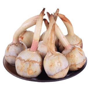 云南新鲜白慈姑茨菰茨菇白马蹄鲜慈姑9斤粉糯荸荠新鲜蔬菜包邮