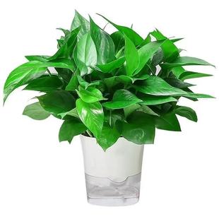 新房家用绿萝盆栽室内客厅绿植花卉大叶长藤大盆绿箩植物水培吊兰