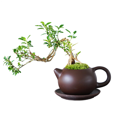 一个包邮迷你六月雪茶桌盆景好养