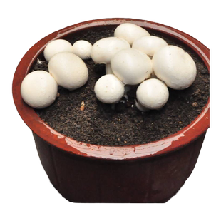 香菇蘑菇种植菌包 金针菇种植菌包菌棒金针菇盆栽菌菇种植包菌种