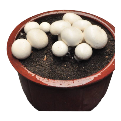 可食用蘑菇菌包种植口蘑