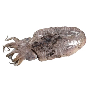 新鲜墨鱼鲜活大墨鱼舟山海捕特大乌贼鲜活冷冻大目鱼海鲜非墨鱼仔