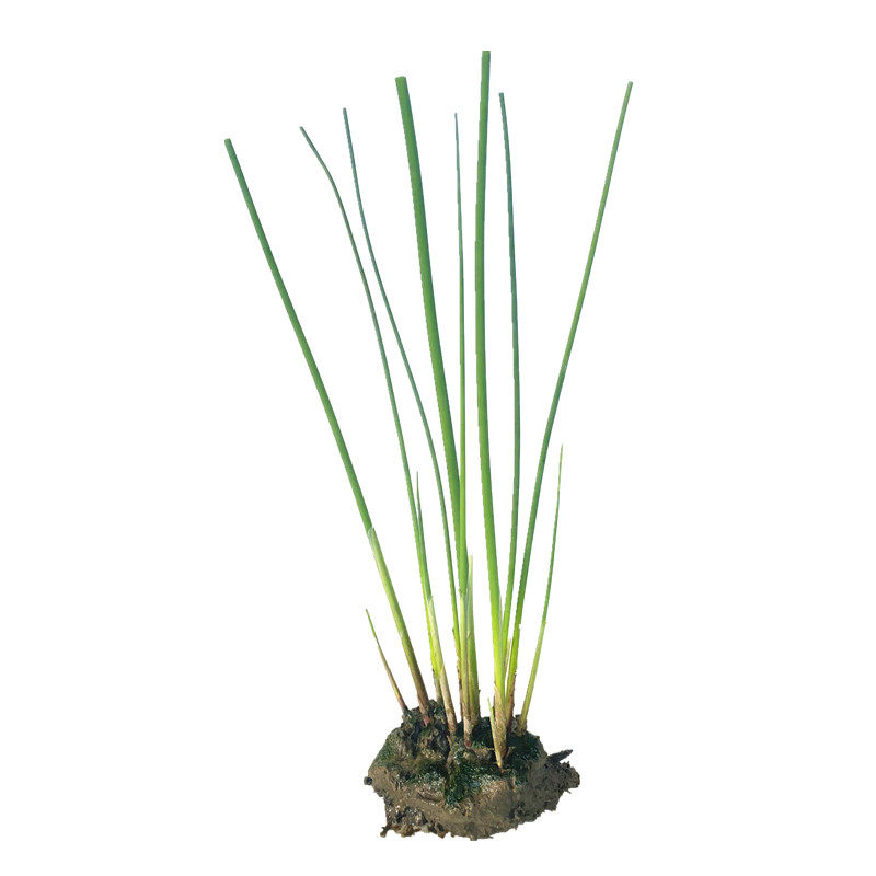 水生植物水葱公园造景净化水质