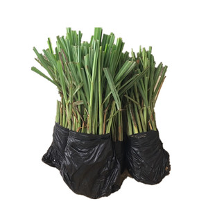 香茅草苗带根香茅苗盆栽泰国菜柠檬草盆栽香味浓郁驱蚊可食用泡茶